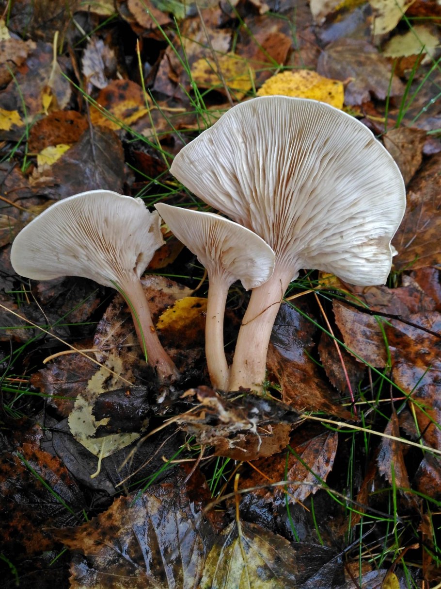 Сыроежка зеленоватая Чешуйчатая