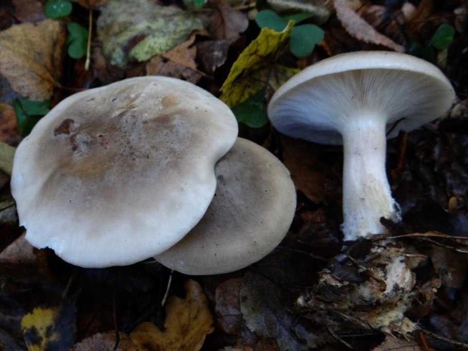 Рядовка землистая Tricholoma terreum