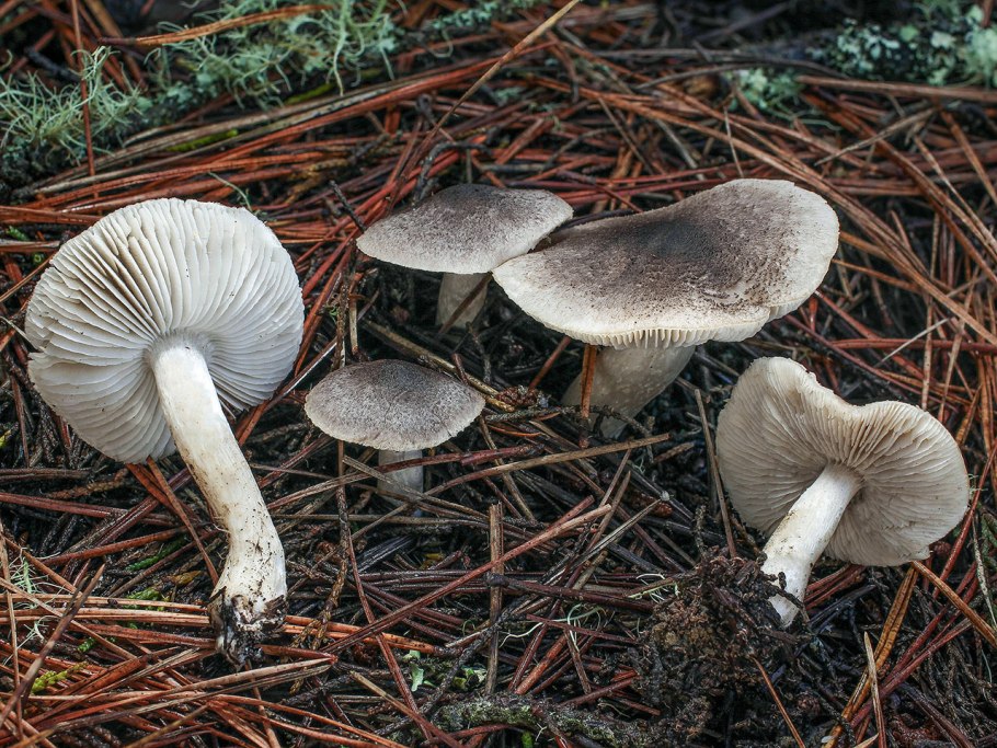 Рядовка серая Tricholoma portentosum.