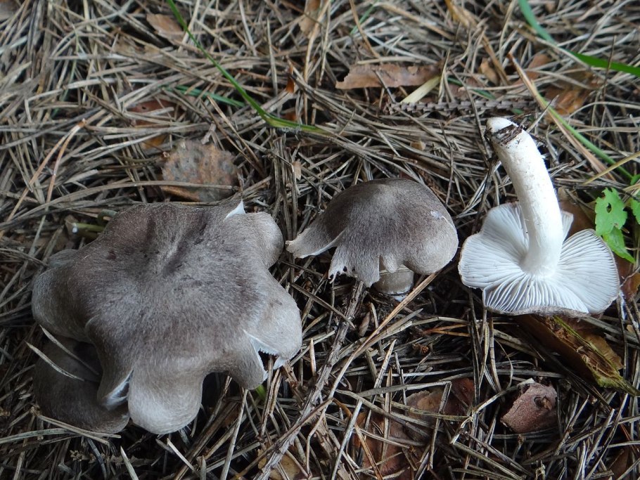 Рядовка сросшаяся Leucocybe connata
