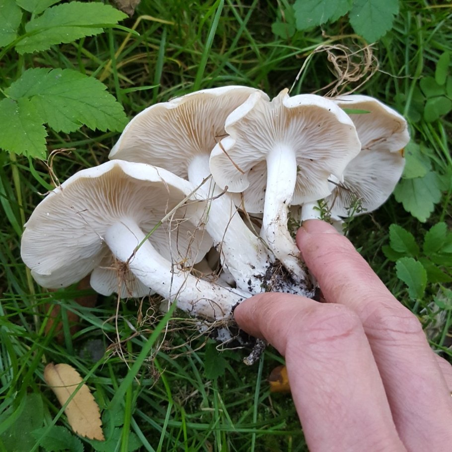 Рядовка тигровая Tricholoma pardinum