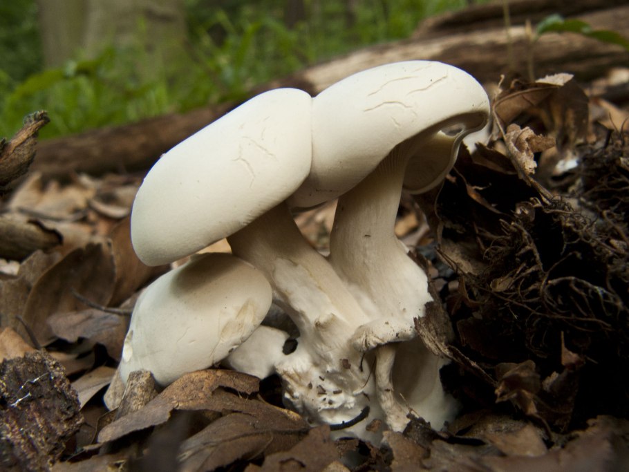 Рядовку землисто-серую (Tricholoma terreum)