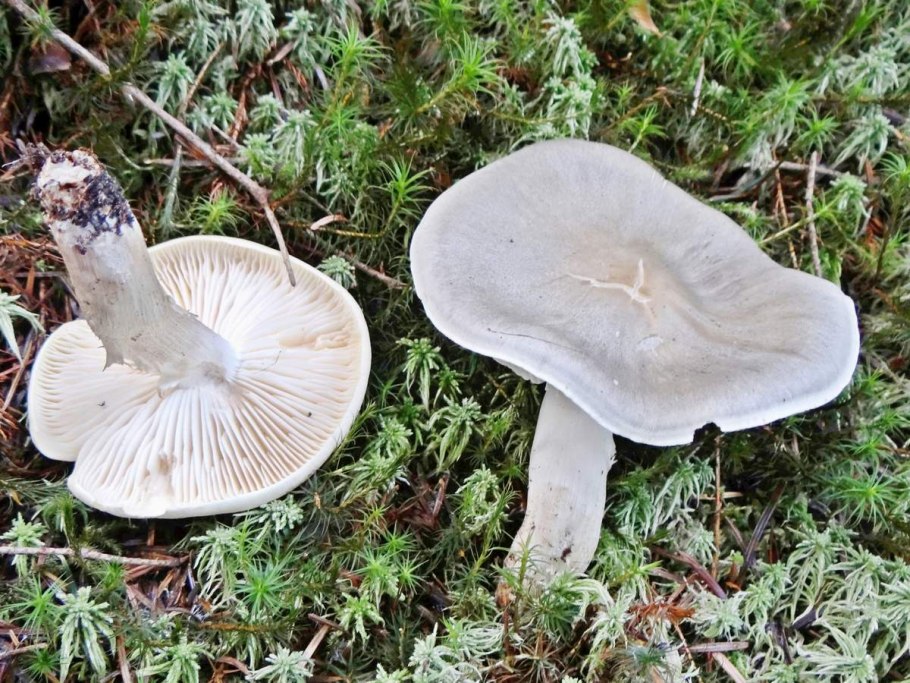 Рядовка серая Tricholoma portentosum.