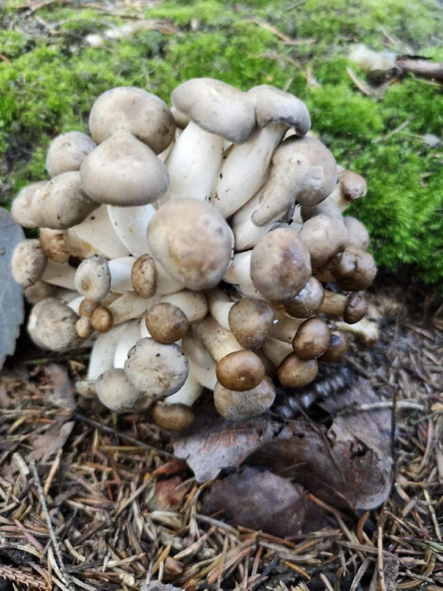 Рядовку землисто-серую (Tricholoma terreum)
