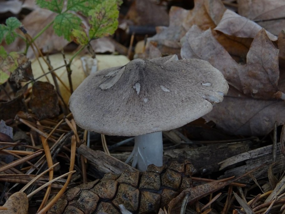 Рядовка частопластинковая Tricholoma stiparophyllum