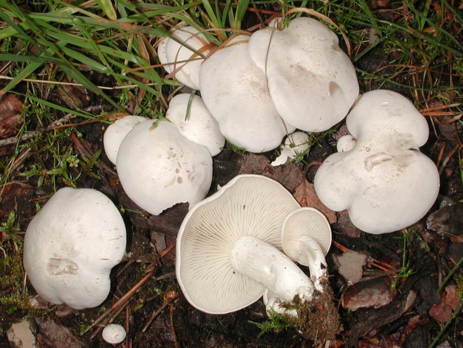 Рядовка скученная Lyophyllum decastes съедобная