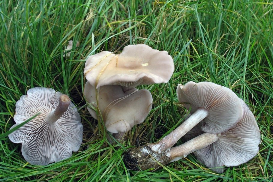 Рядовка мыльная Tricholoma saponaceum