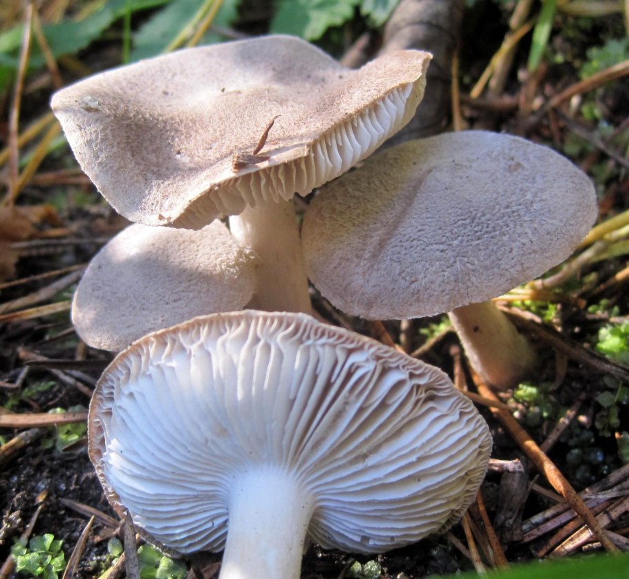 Рядовку землисто-серую (Tricholoma terreum)