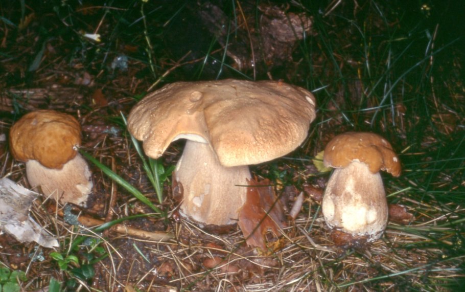 Белый гриб берёзовый Boletus betulicola