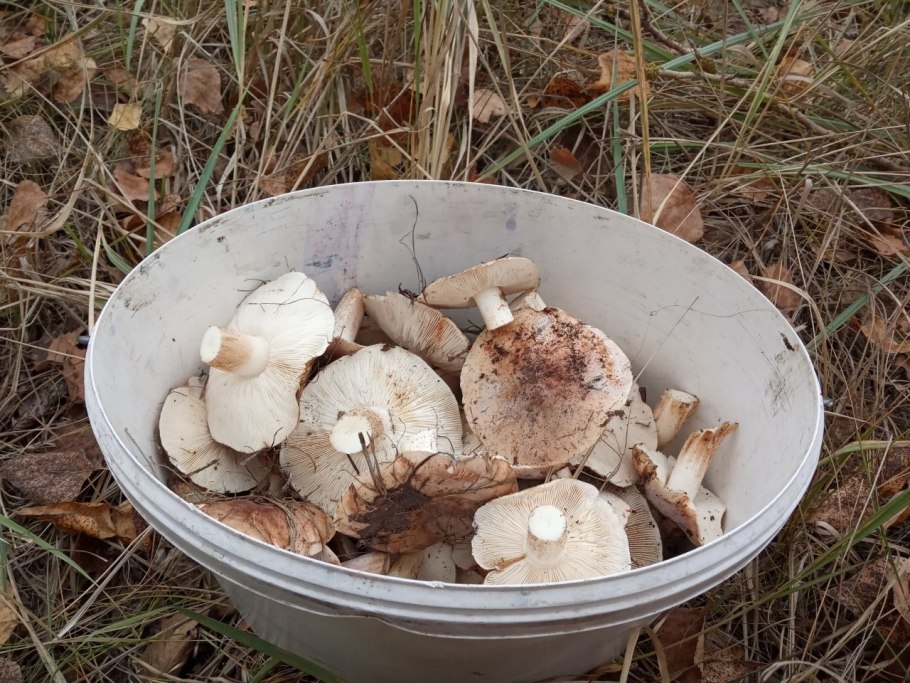 Грибы рядовки песочники