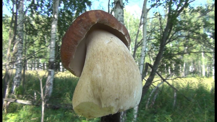 Грузди в Березняке