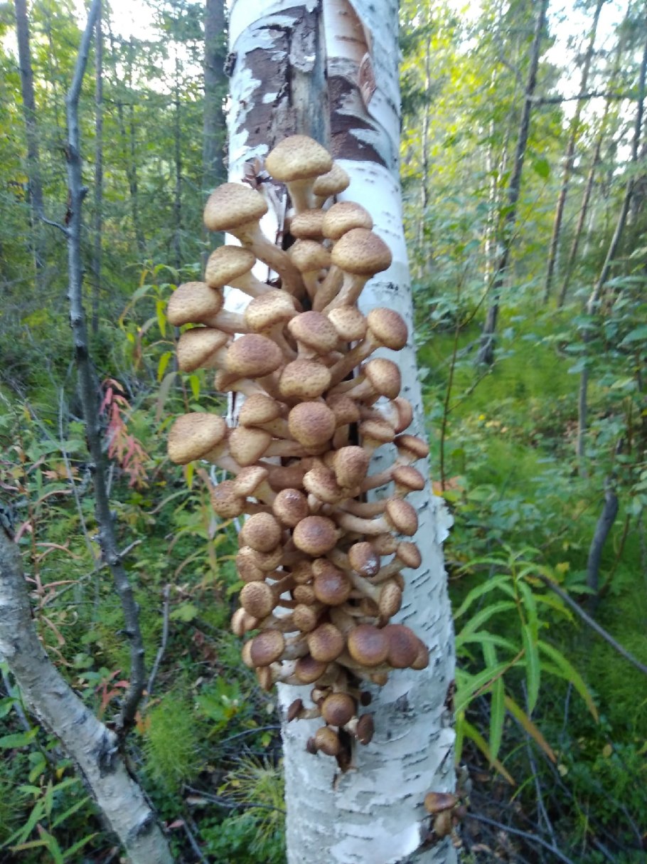 Грибы в Березовом лесу