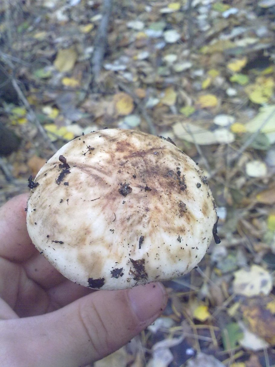 Рядовка Тополевая Tricholoma populinum