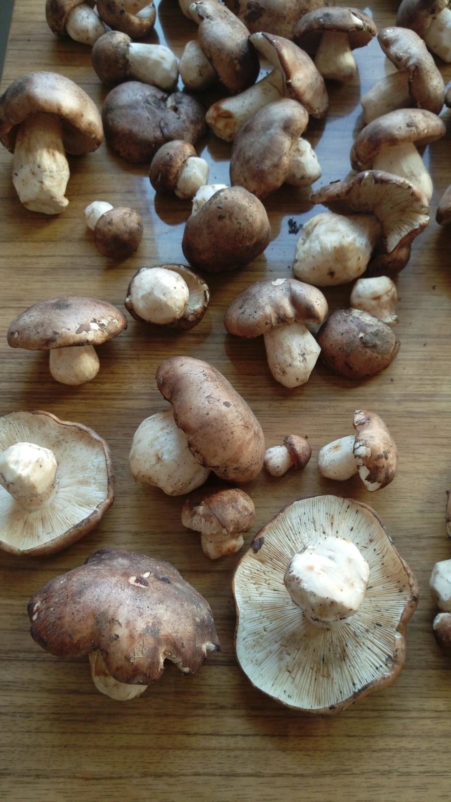 Рядовка Тополевая Tricholoma populinum