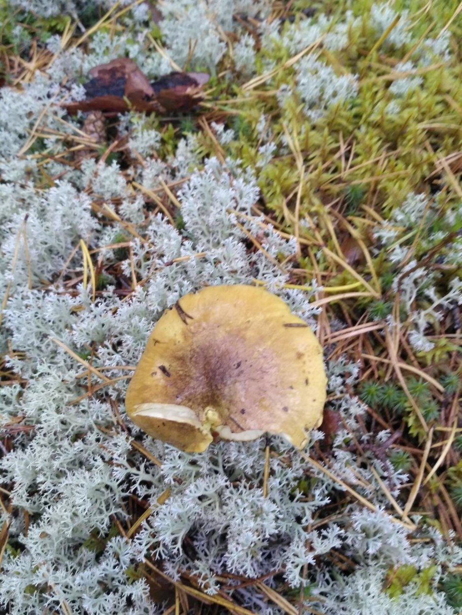 Рядовка песочник