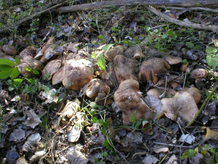 Гриб песочник, подтопольник