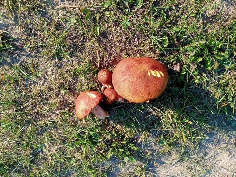 Песочник красный гриб