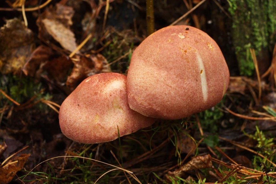 Рядовка желто-красная Tricholomopsis rutilans