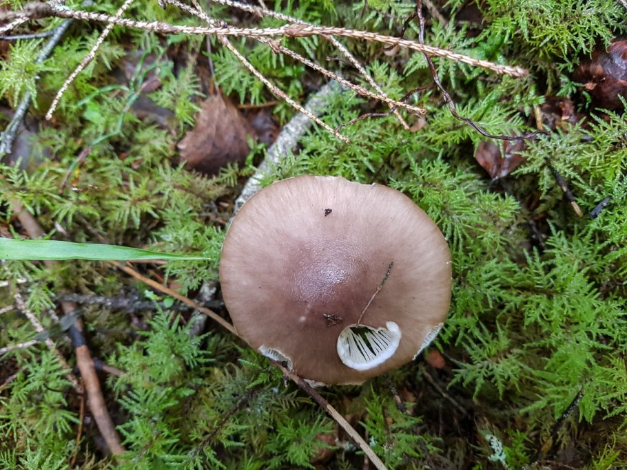 Песочники грибы фото