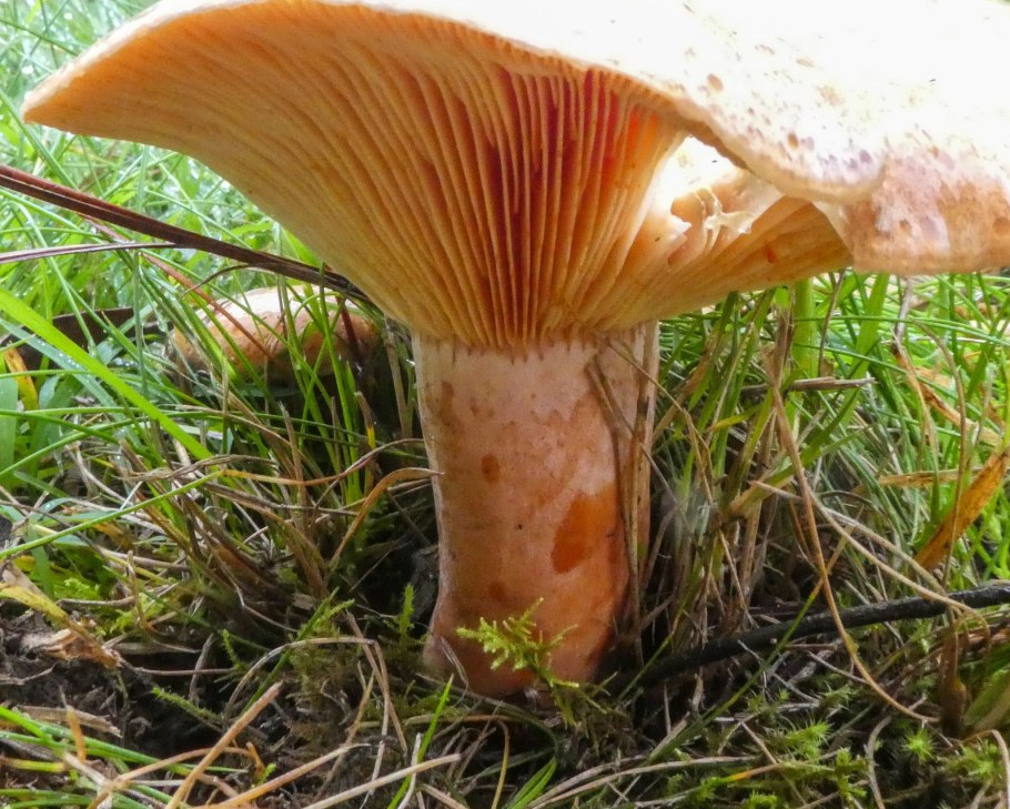 Рыжик Сосновый/Боровой (Lactarius deliciosus);