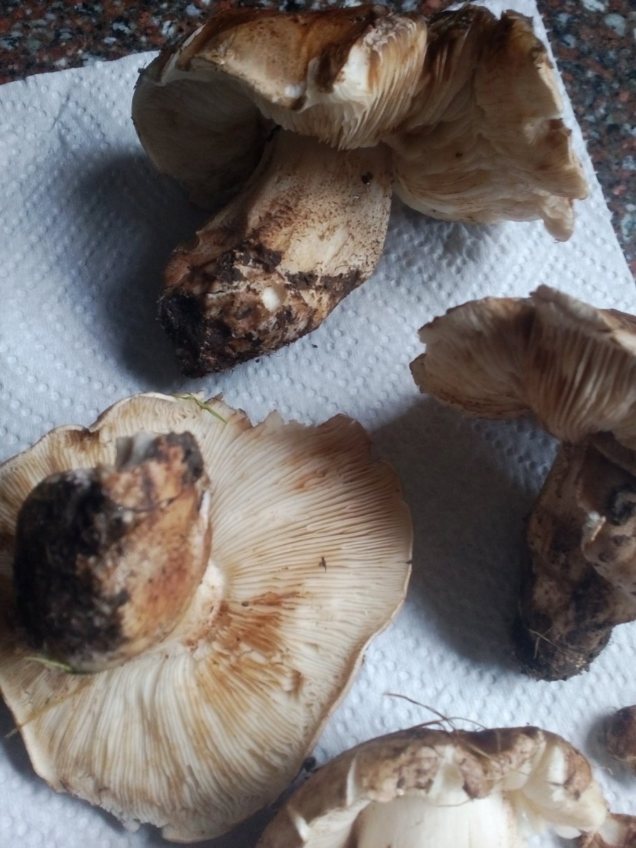 Tricholoma populinum