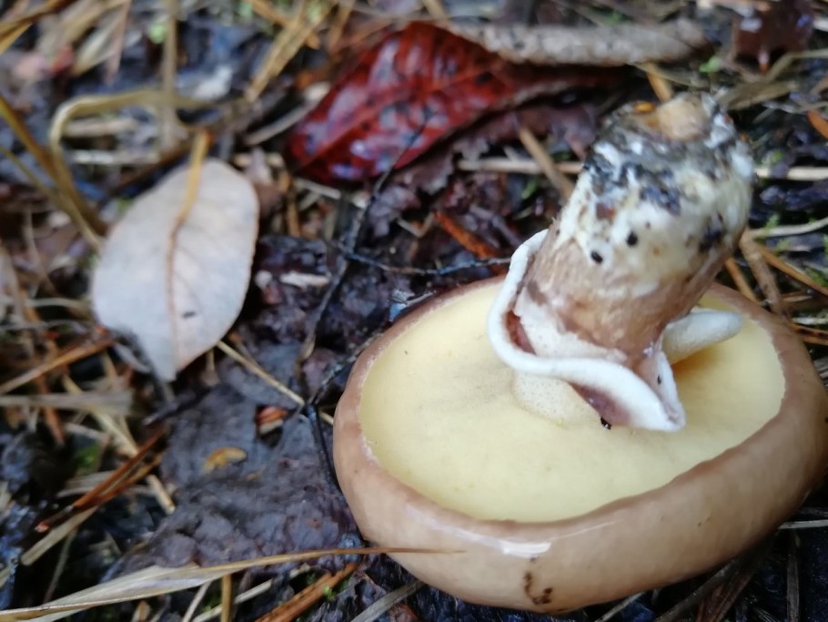 Масленок настоящий гриб