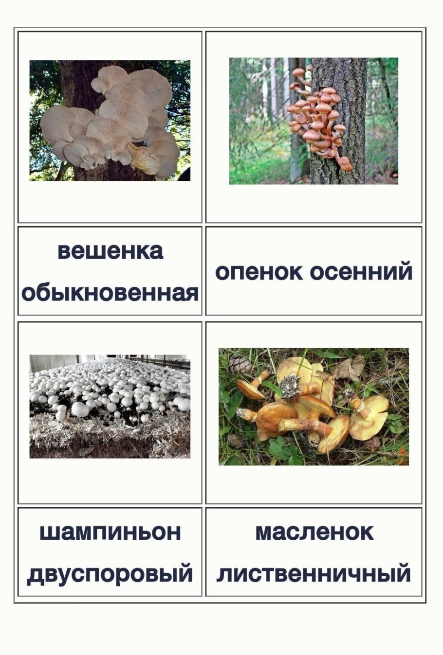 Гриб образует микоризу