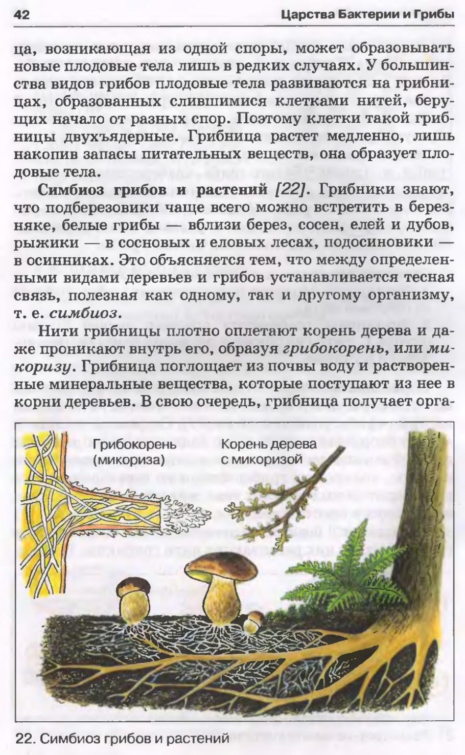 Строфария полушаровидная