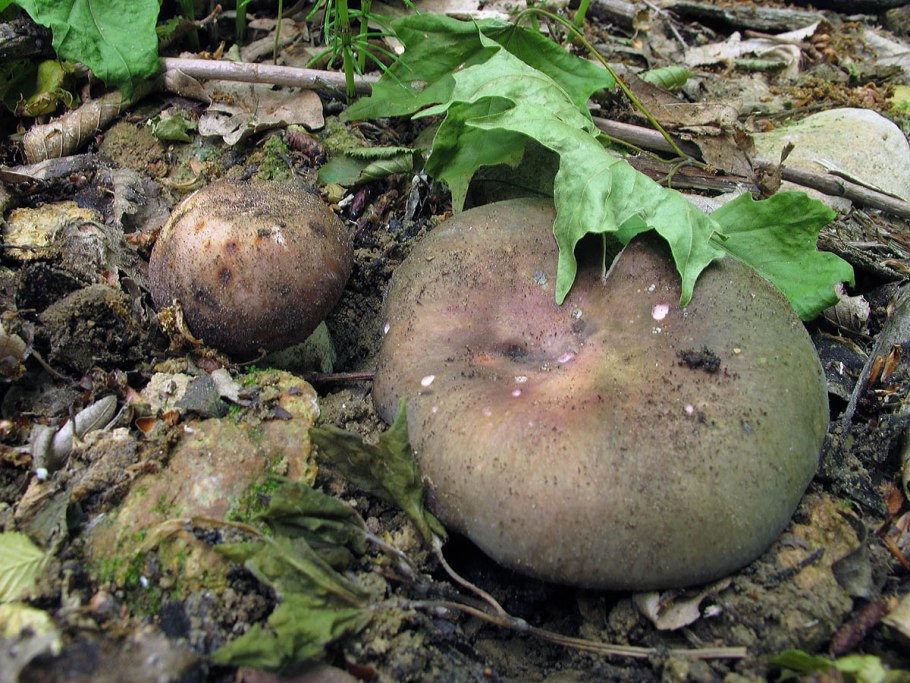Паутинник болотный гриб