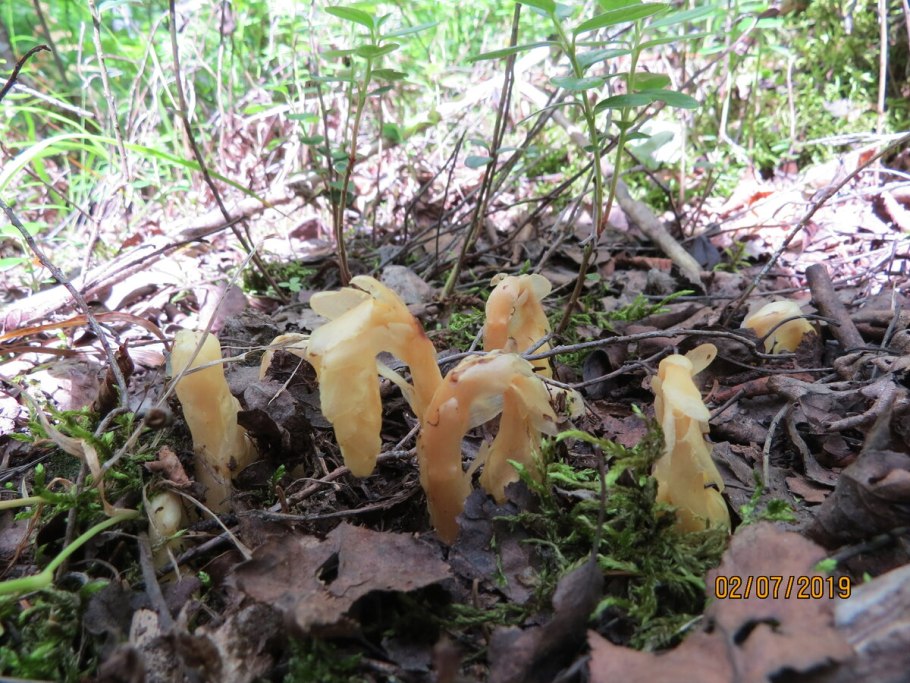 Белые грибы в беломошнике