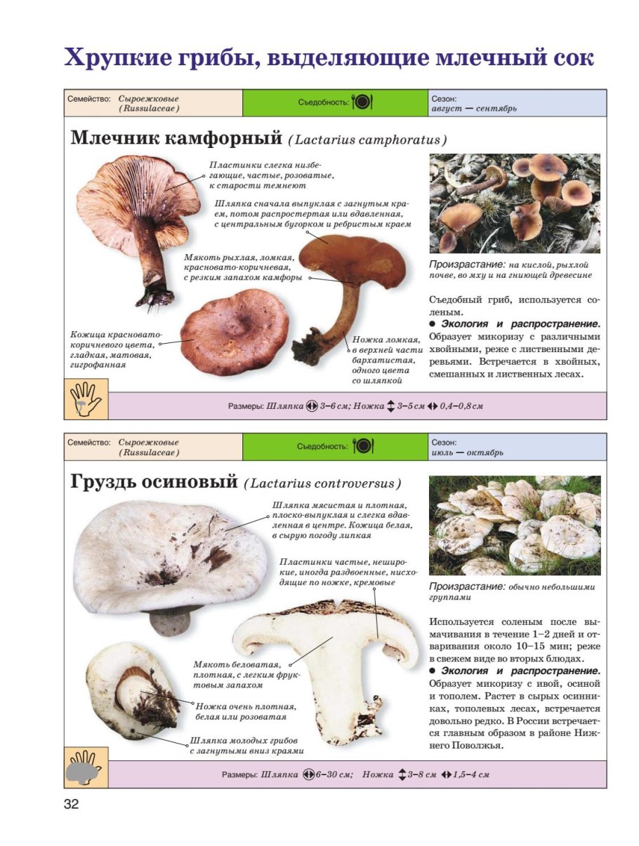 Гриб образует микоризу