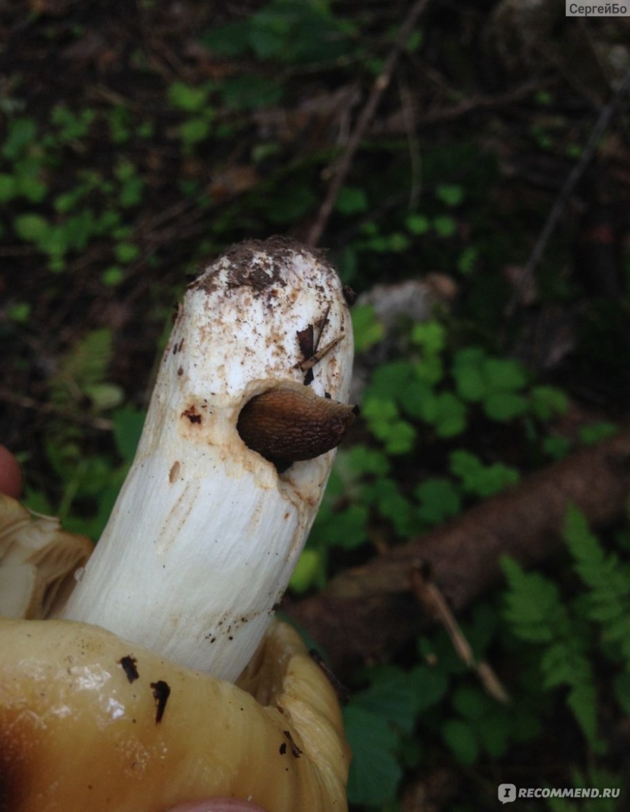 Одинаковые корни гриб