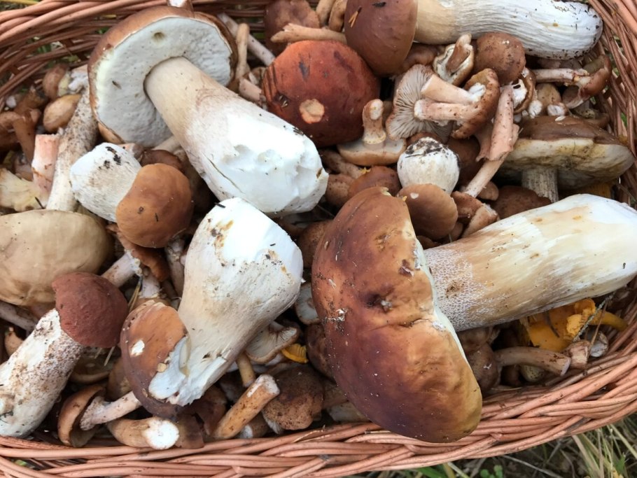 Откуда взялись грибы