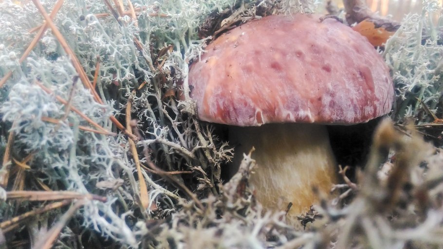 Грибница/мицелий микориза что это?