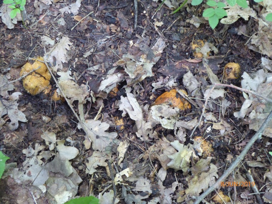 Грибы на Березе съедобные