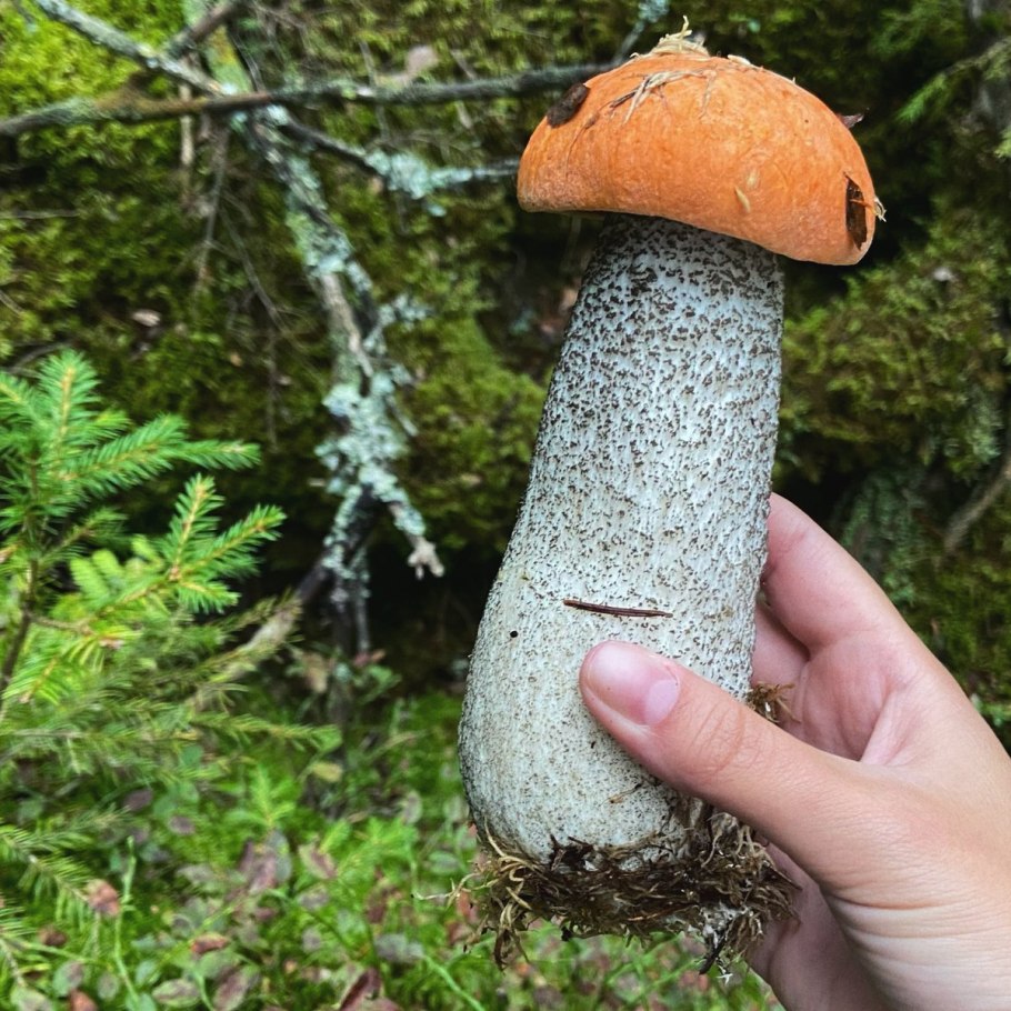 Так себе я грибник