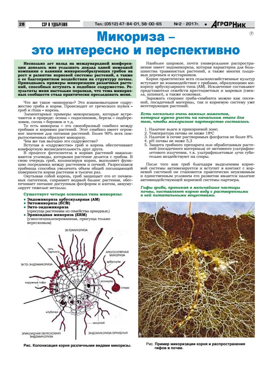 Арбускулярная микориза