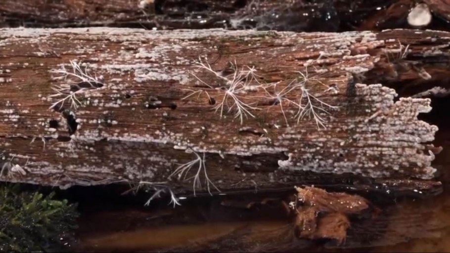 Подосиновик серый фото