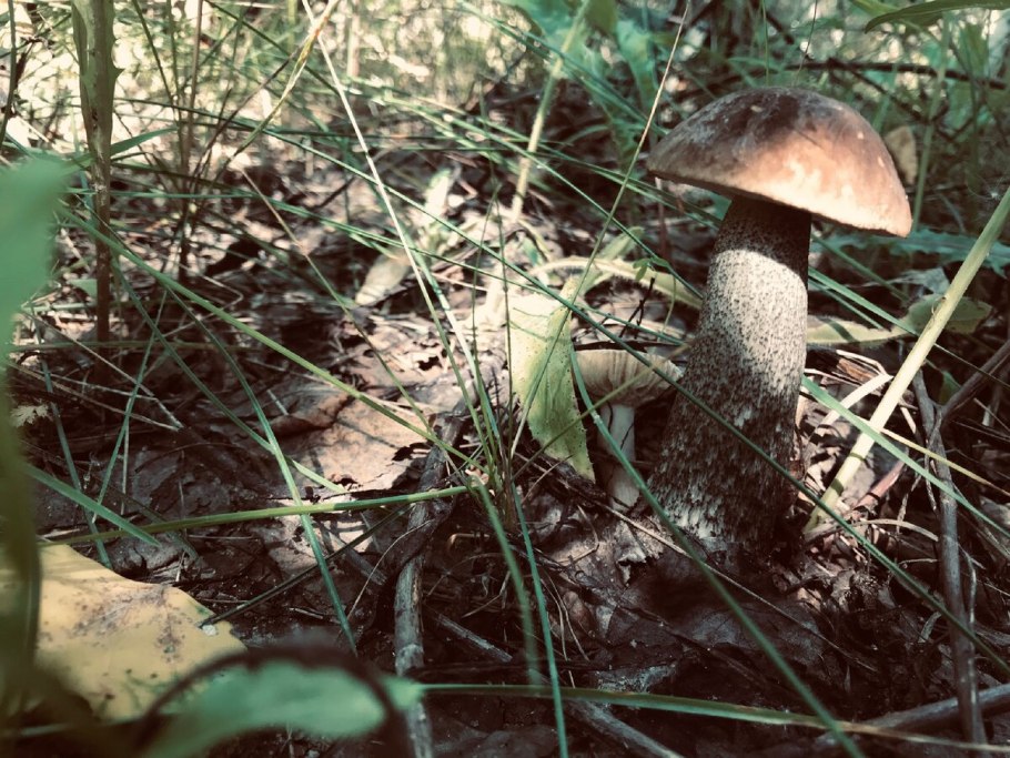 Дедалеопсис трутовик трехцветный