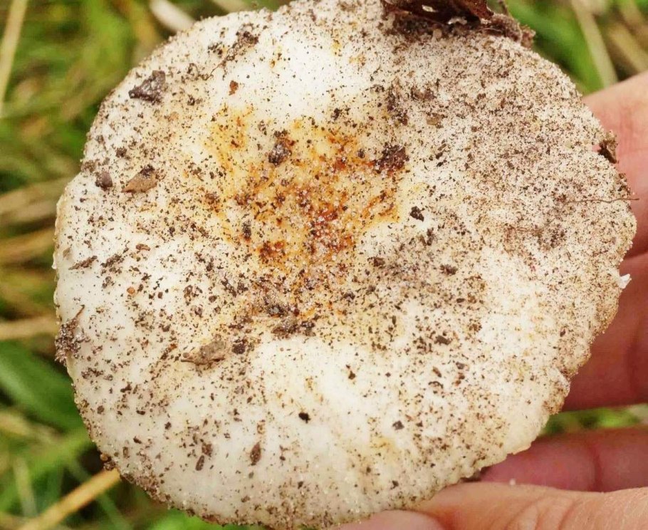 Ядовитые Болетовые грибы