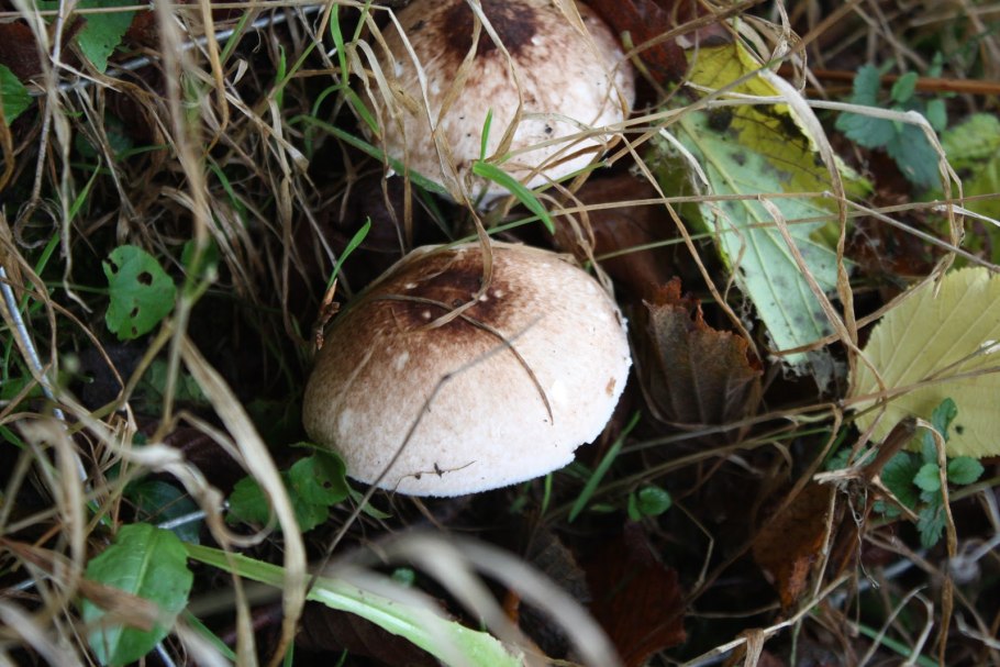 Грибы образующие микоризу шампиньон