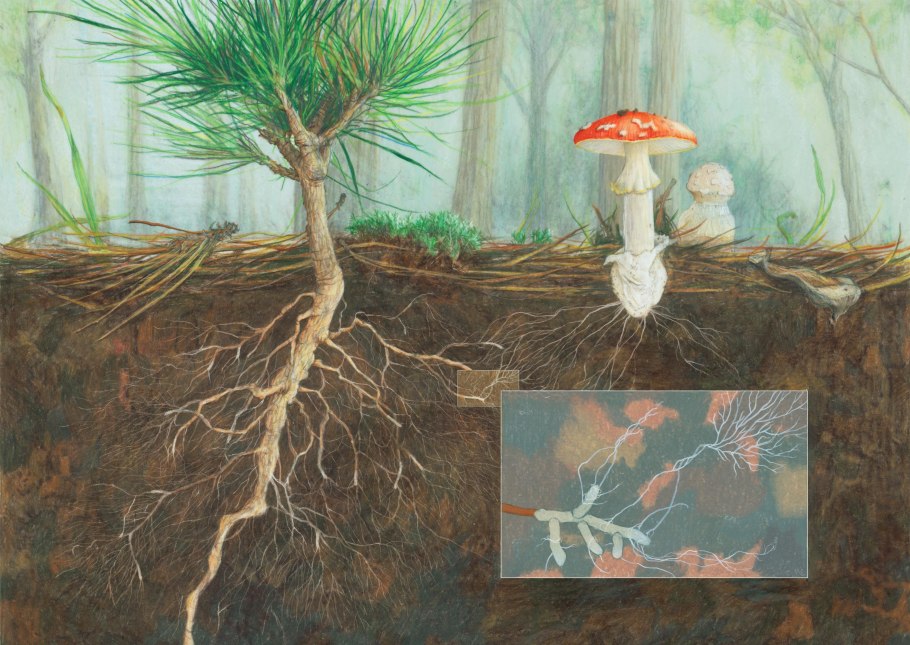 Микориза это симбиоз