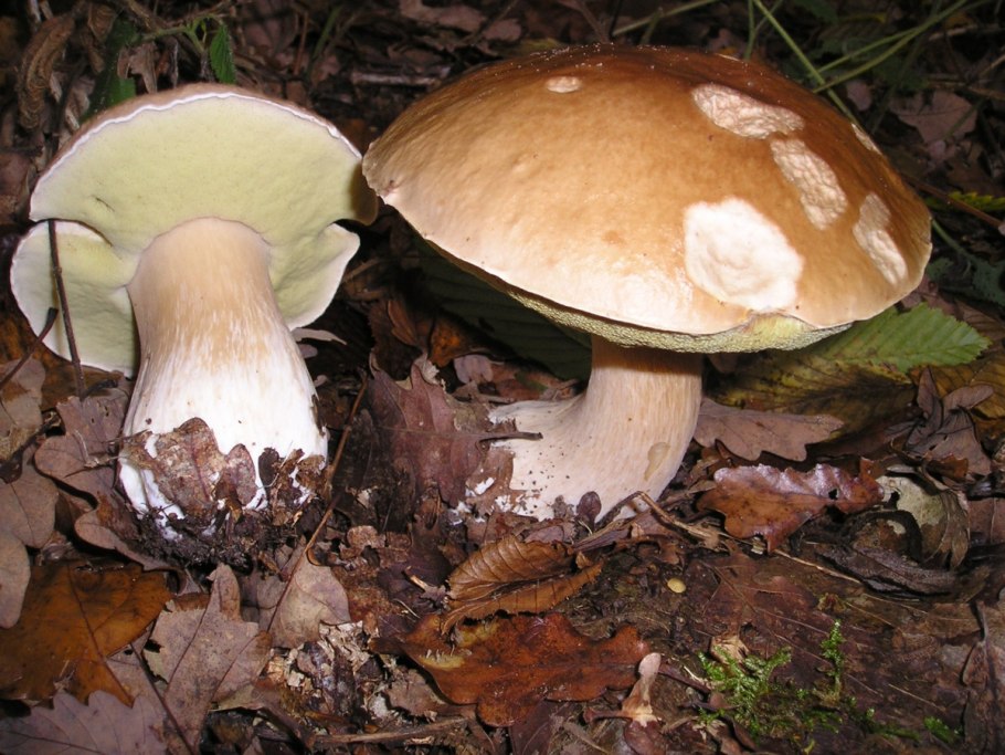 Boletus marginatus (portentosus),