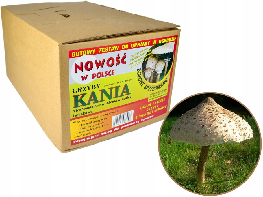 Боровик и подосиновик