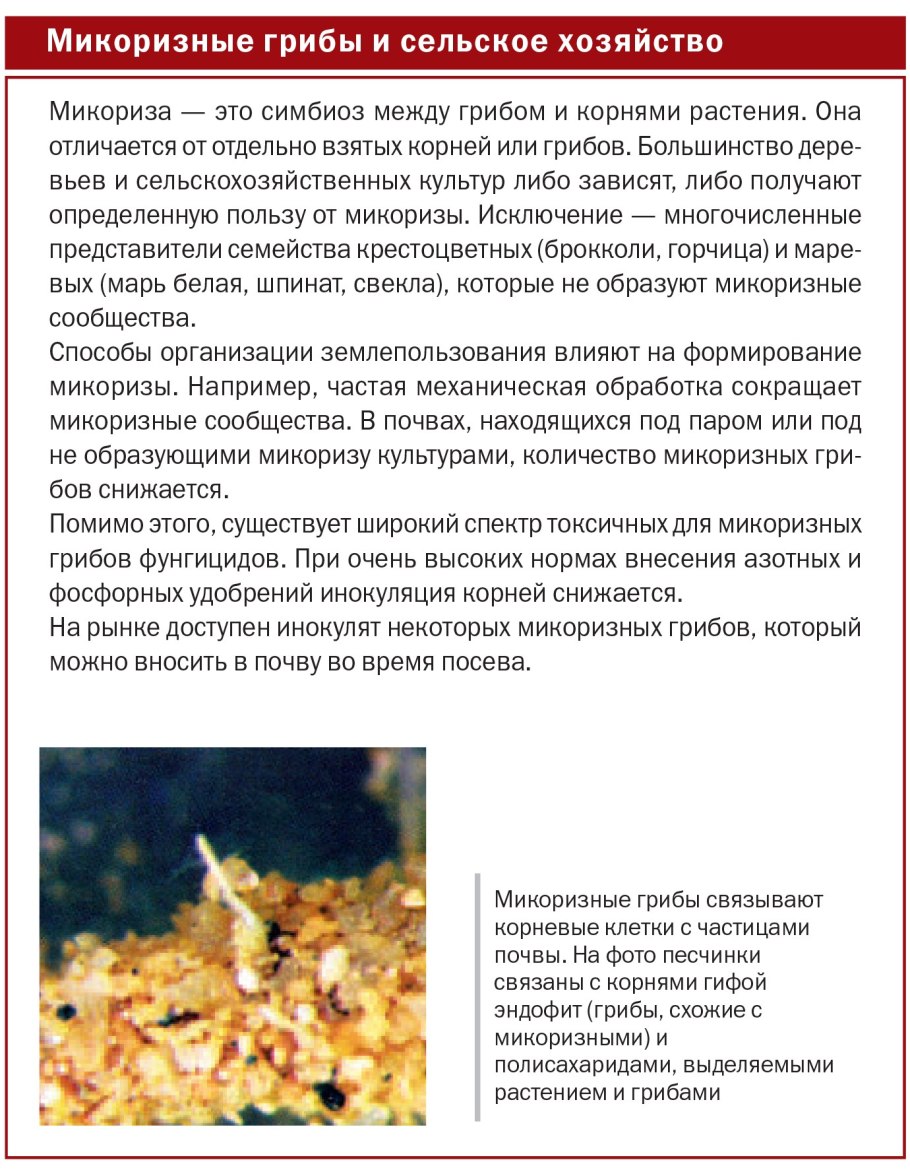 Микоризные грибы в сельском хозяйстве