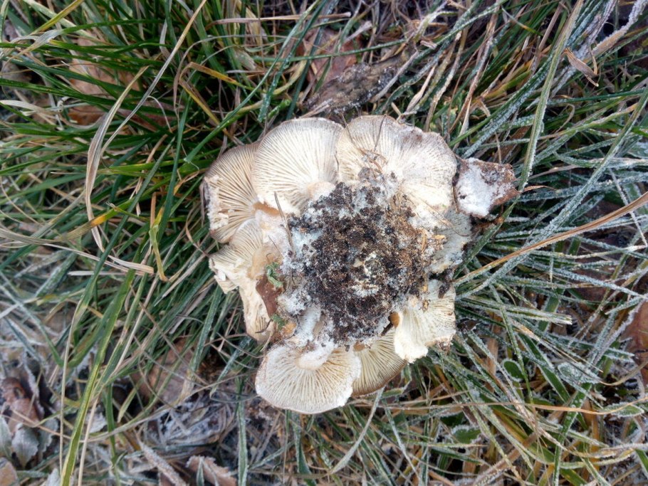 Трутовик микориза