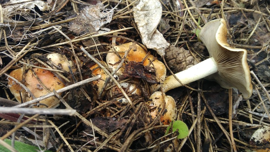 Представители семейства грибов