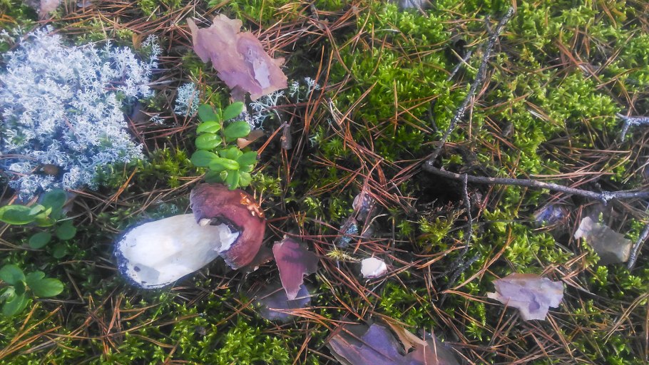 Какое значение для леса имеют грибы