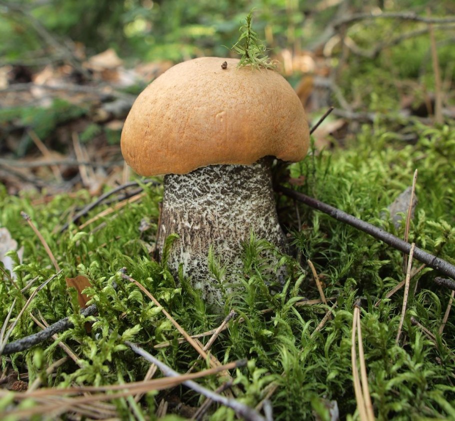 Гриб молодости