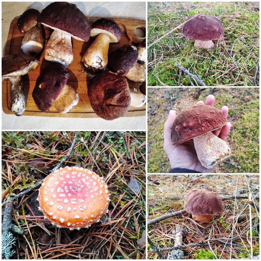 Гриб боровик